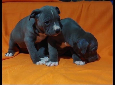 1 american bully  xl  a0325.jpg